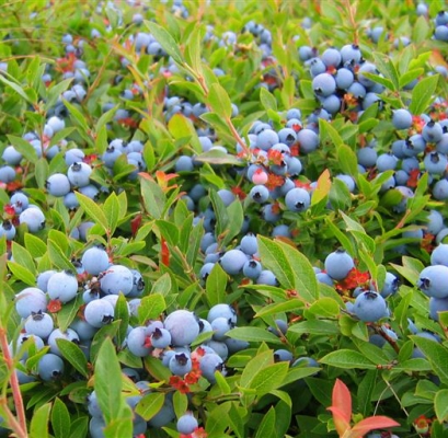 Bleuets Mistassini récolte