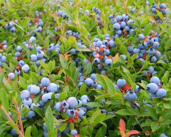Bleuets Mistassini récolte