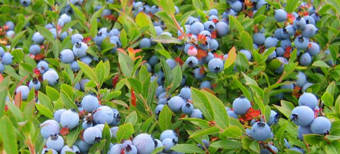 Bleuets Mistassini récolte