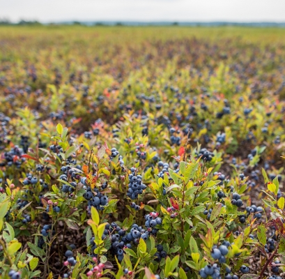 Bleuets Mistassini récolte