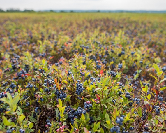 Bleuets Mistassini harvest