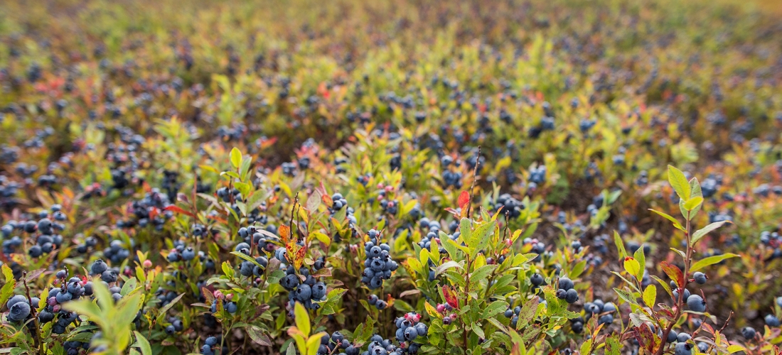 Bleuets Mistassini harvest