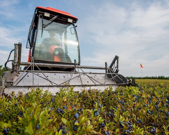Bleuets Mistassini harvest