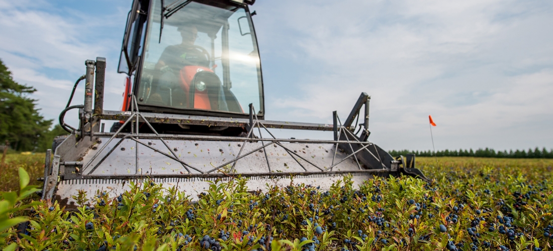 Bleuets Mistassini harvest