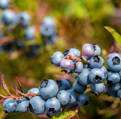 Bleuets Mistassini récolte