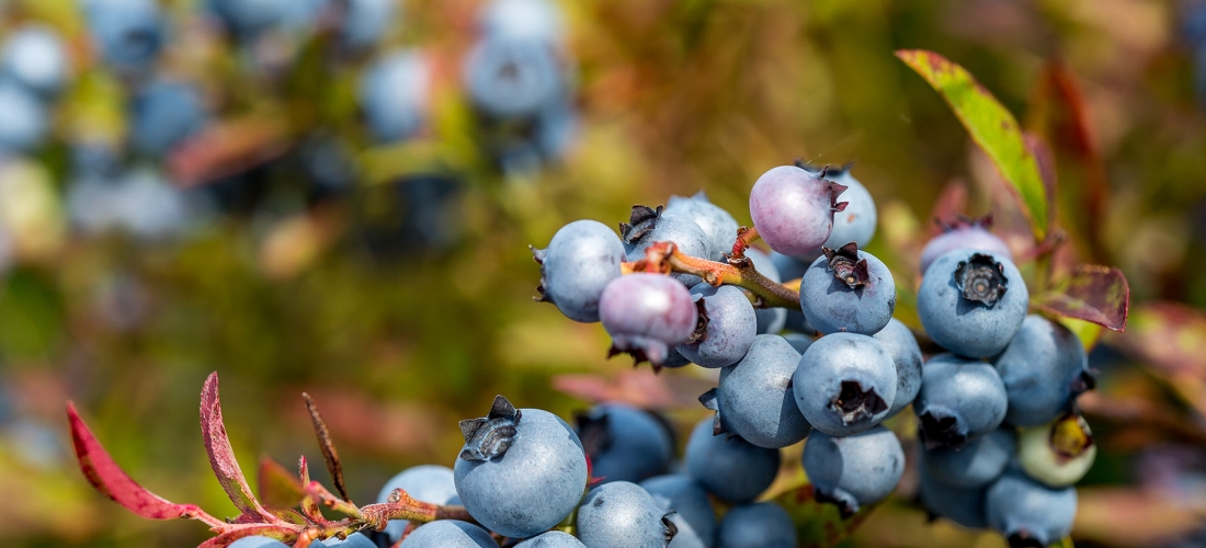 Bleuets Mistassini récolte