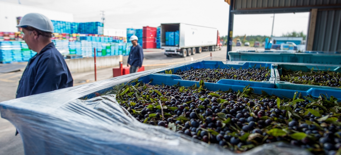 Bleuets Mistassini harvest