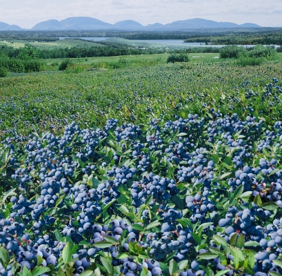 Bleuets Mistassini récolte