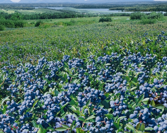 Bleuets Mistassini récolte