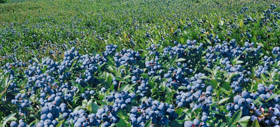Bleuets Mistassini récolte